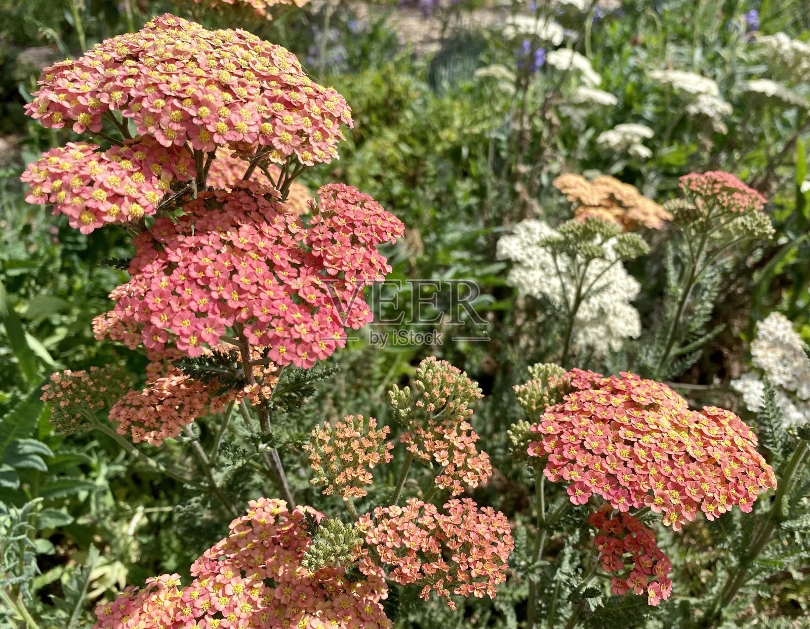 蓍草开花植物照片摄影图片