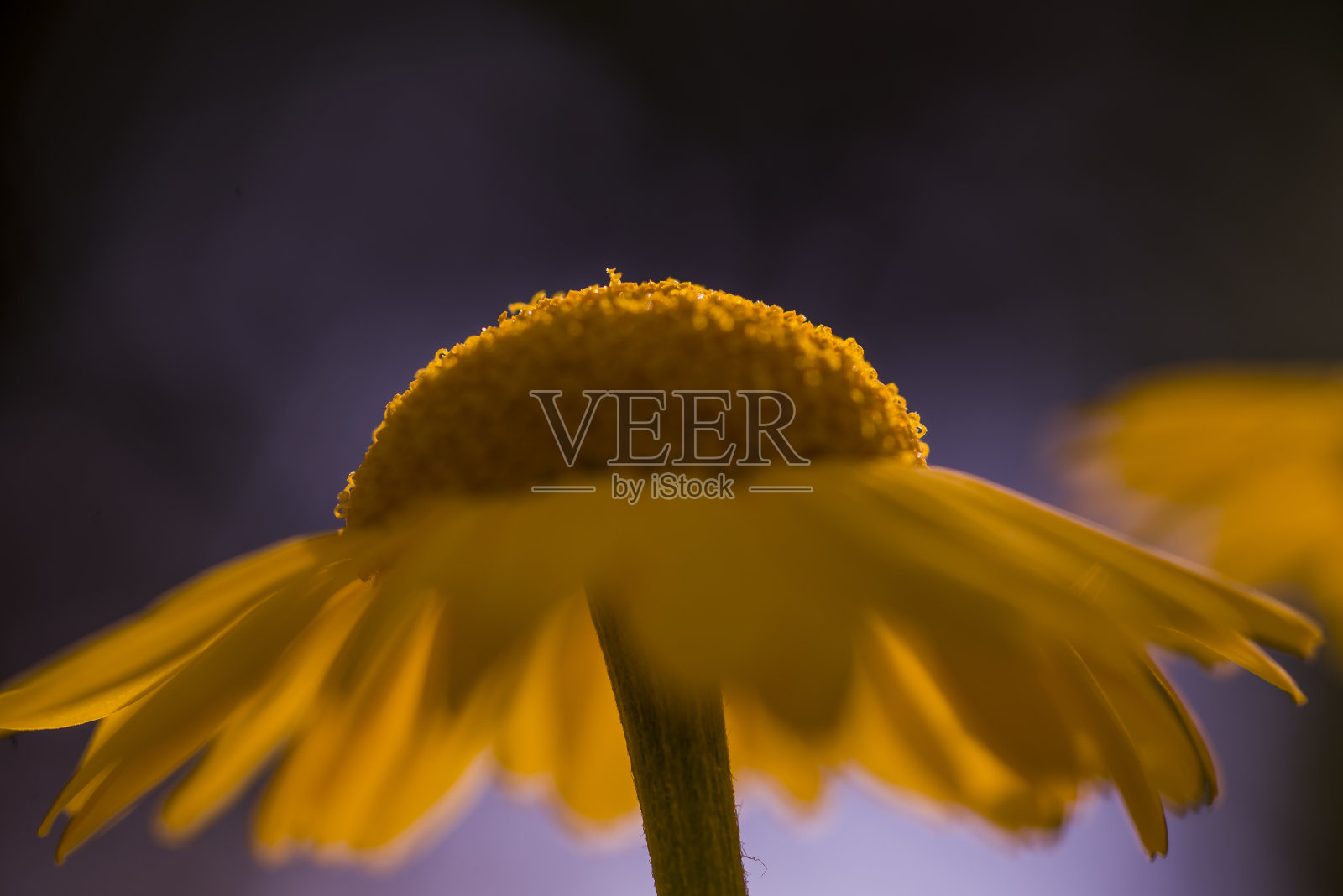 Golden玛格丽特照片摄影图片