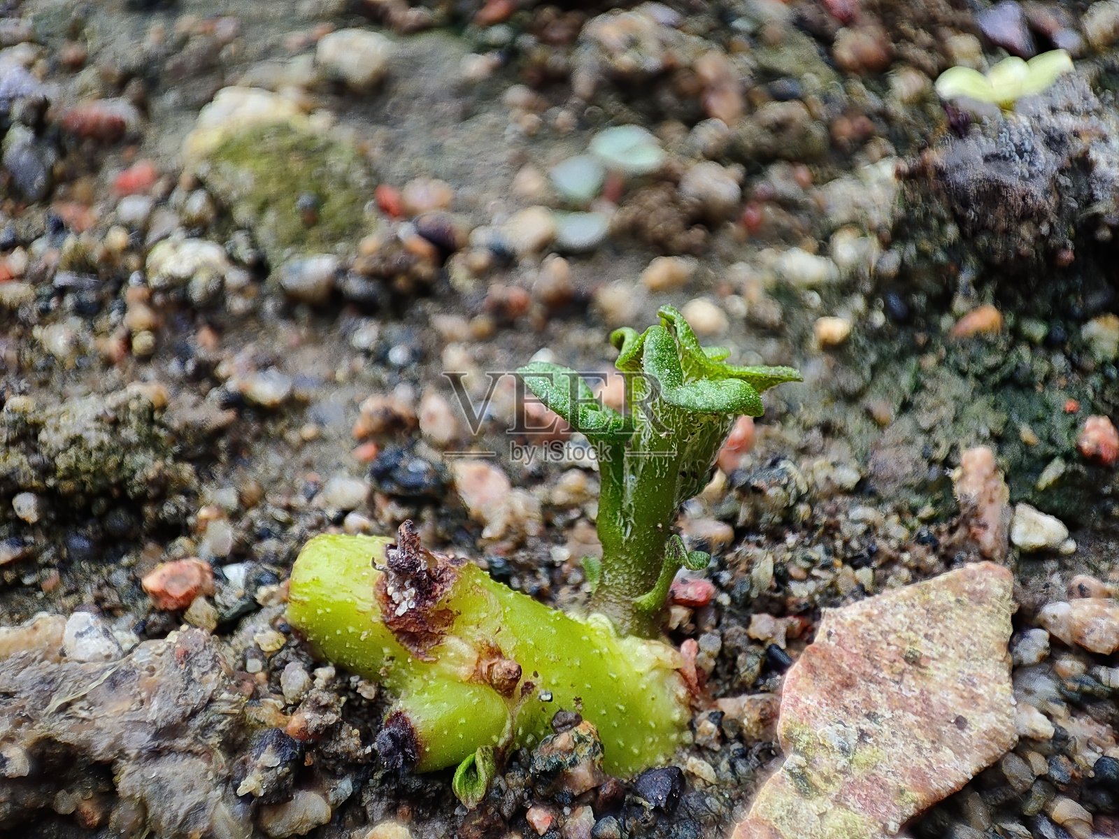 马铃薯芽的近距离观察和选择性聚焦照片摄影图片