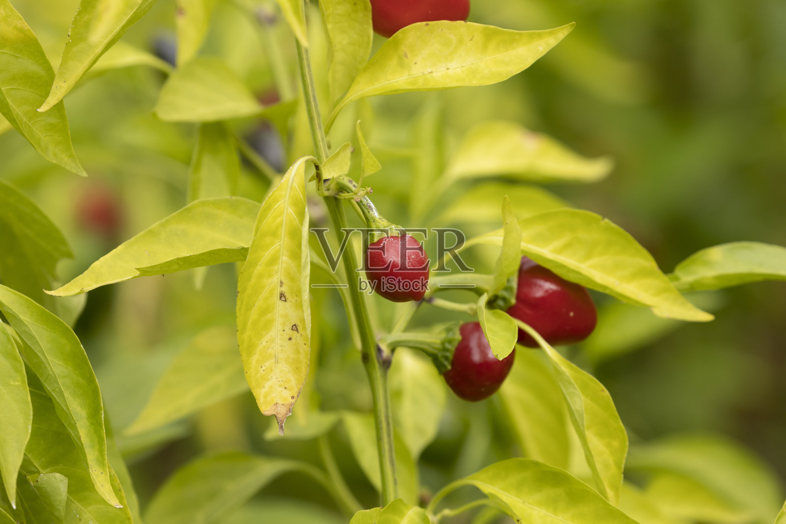 西班牙，城市果园里的红辣椒照片摄影图片