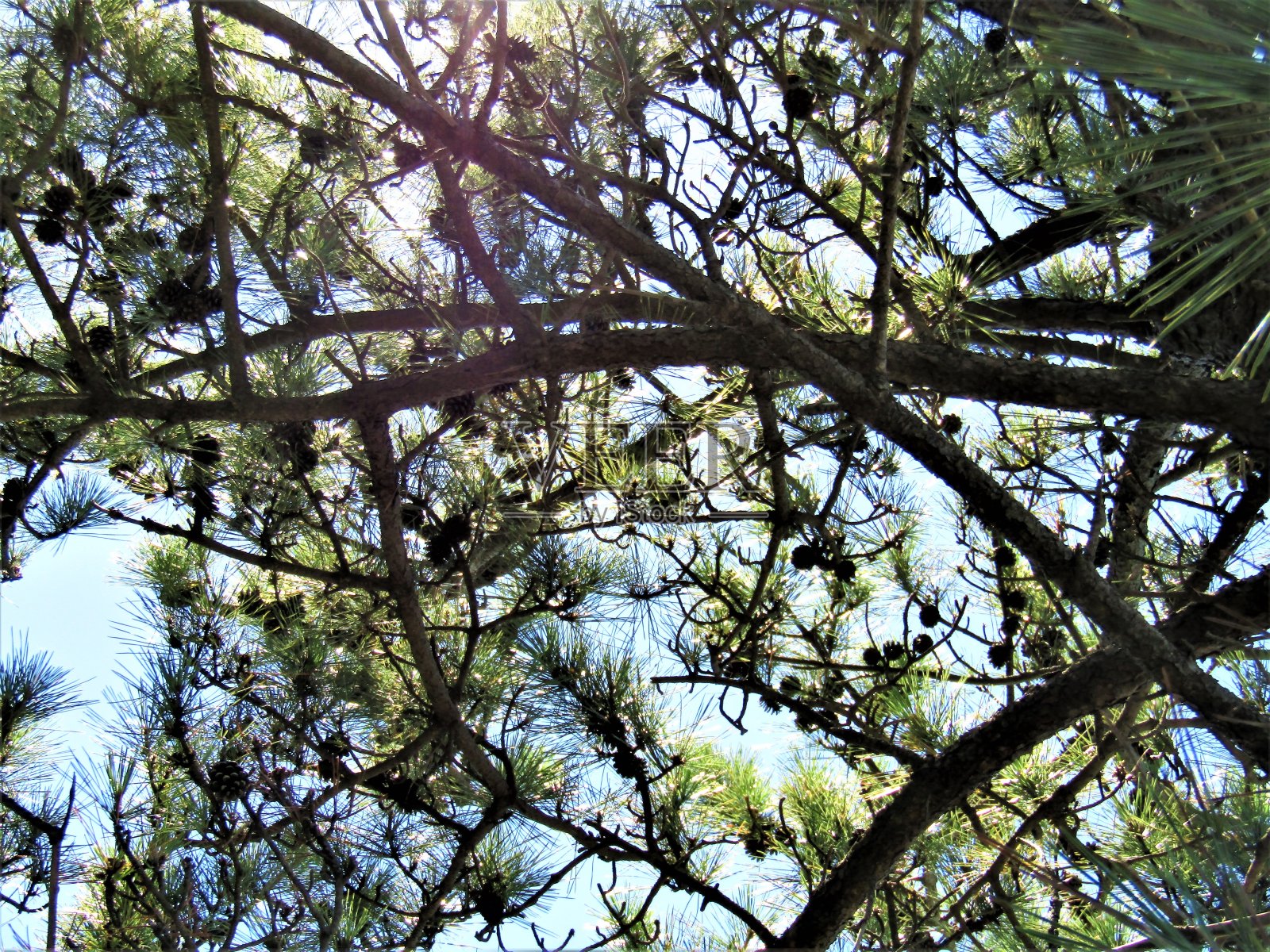 日本。8月。透过松树的树枝看大海。照片摄影图片