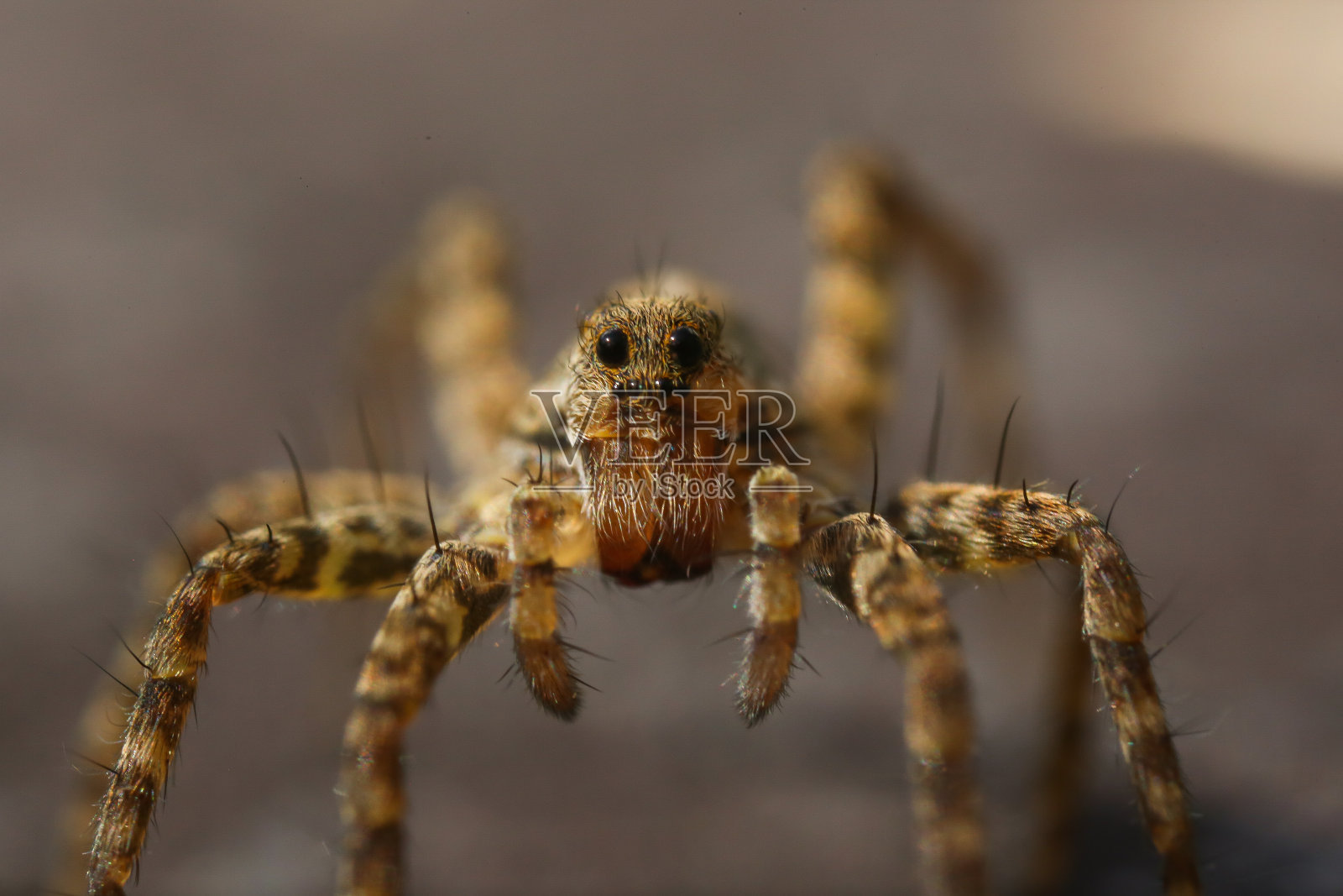 蜘蛛照片摄影图片