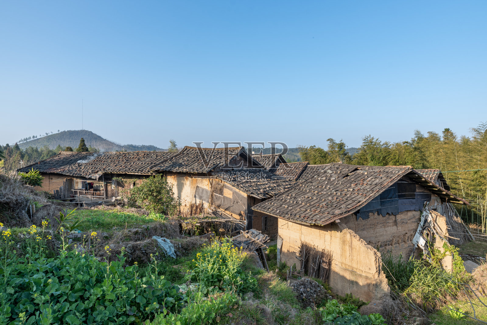 傍晚的乡村风光、房屋、田野和树木照片摄影图片