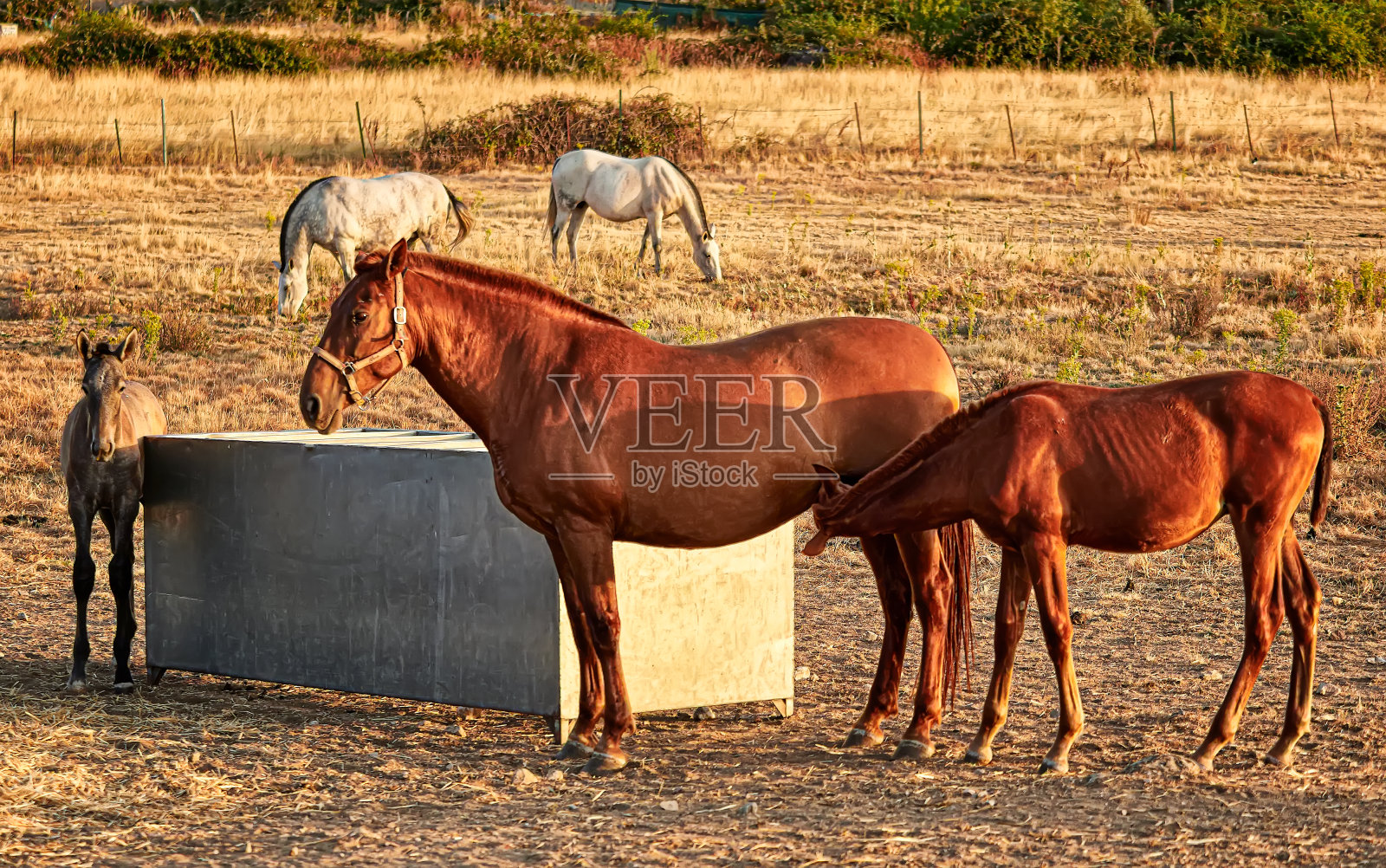 正在吃奶的棕色小马驹照片摄影图片