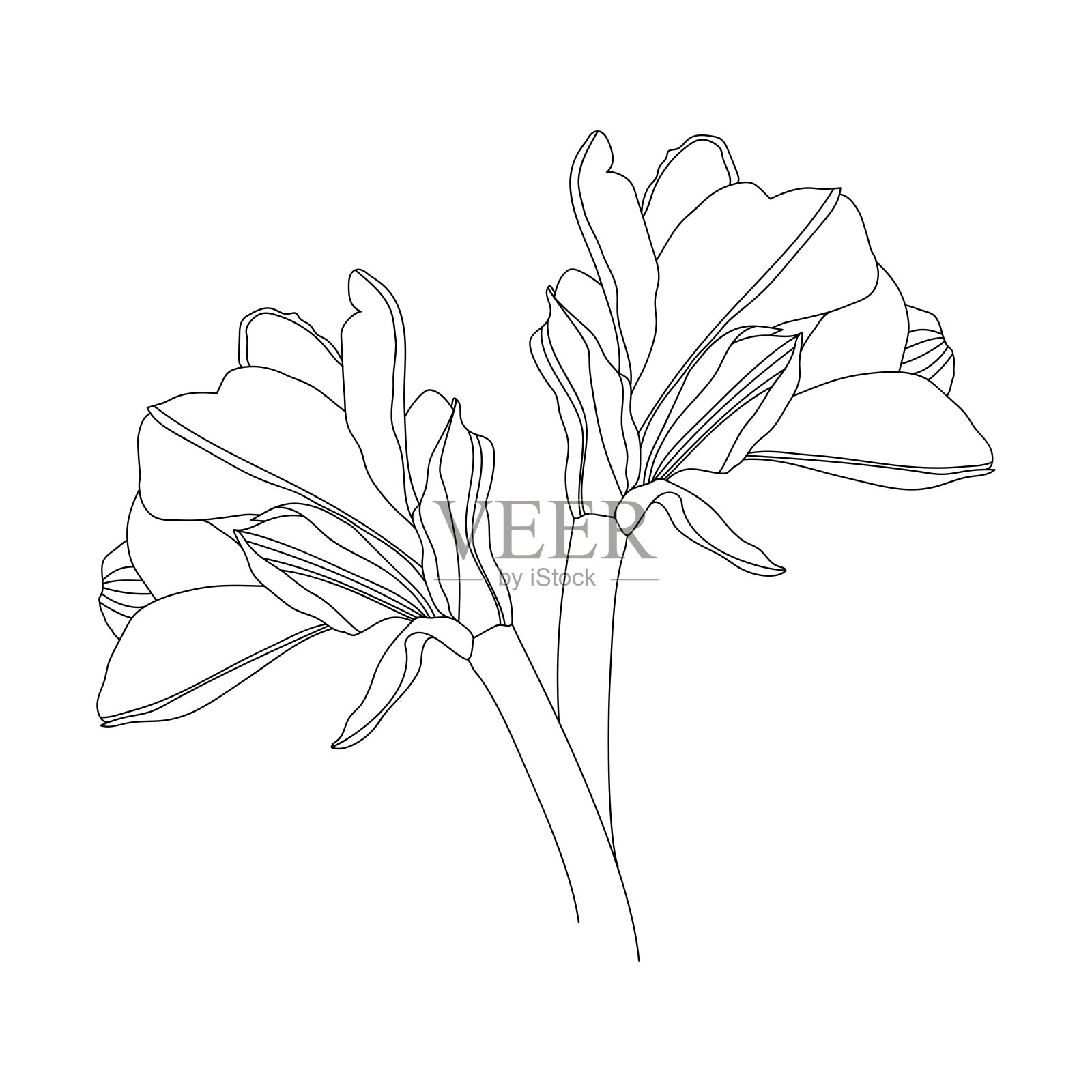 孤挺花花行插画图片素材