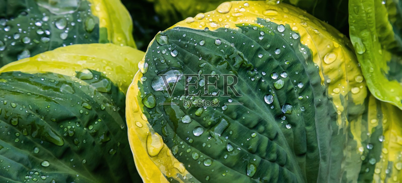 大自然的绿叶与雨滴背景纹理照片摄影图片