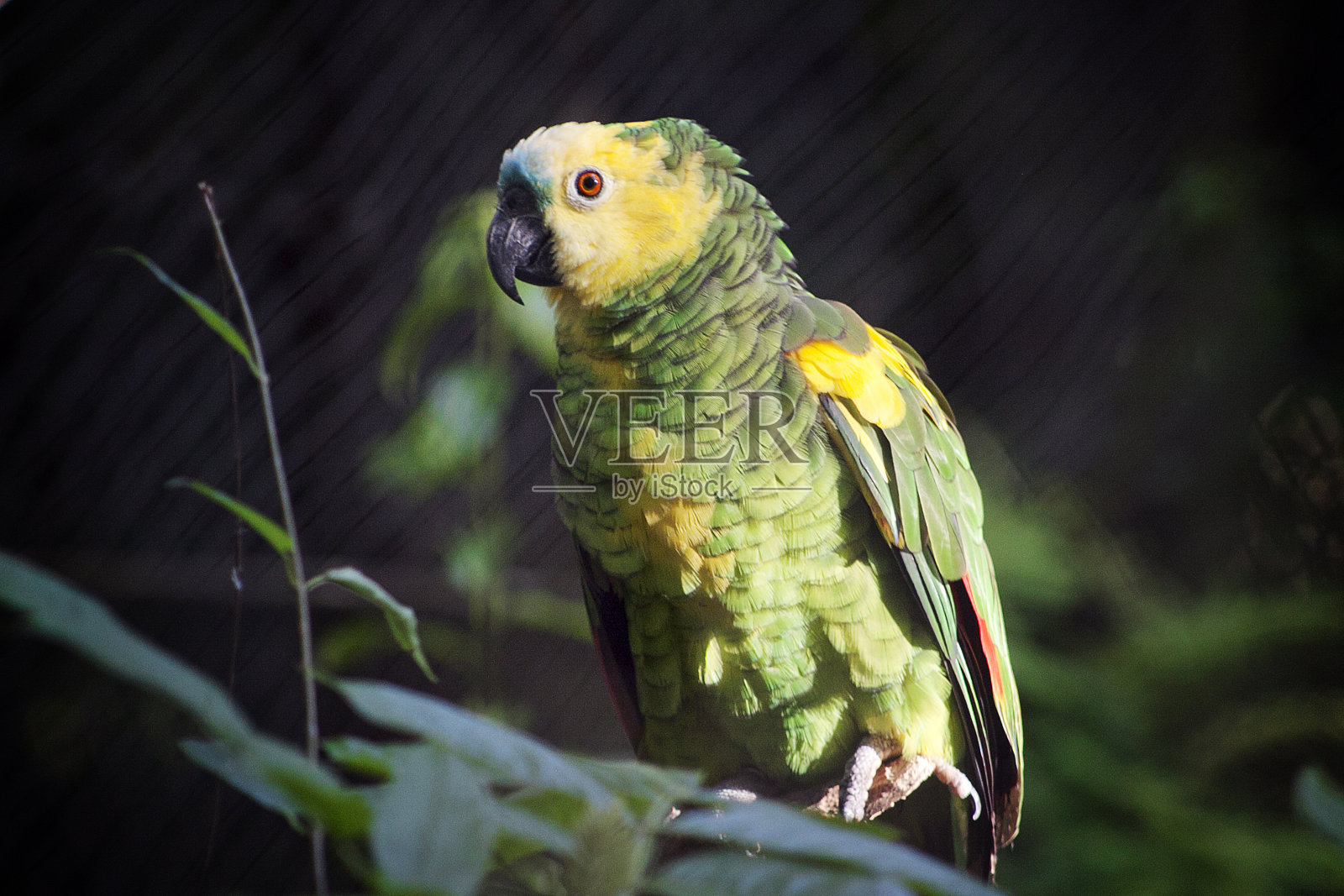 公园里美丽的小鸟照片摄影图片