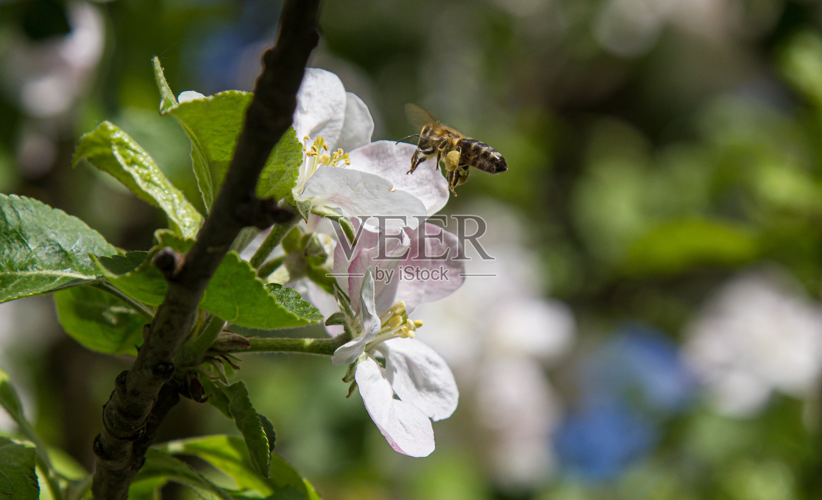 苹果树在花园里开花了。蜜蜂采集花蜜和花粉照片摄影图片