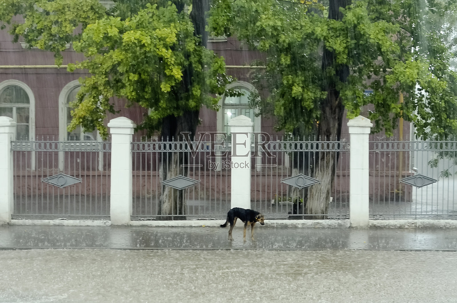 一只流浪狗在雨中淋湿了。照片摄影图片