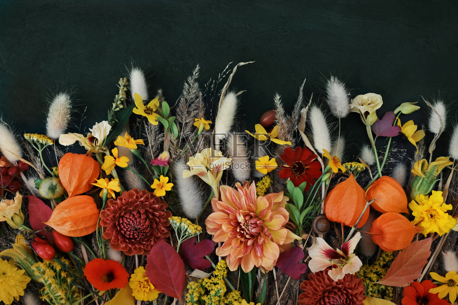 娇嫩盛开的大丽花和橙花，盛开的节日秋天框架背景，秋天的花束花卡照片摄影图片