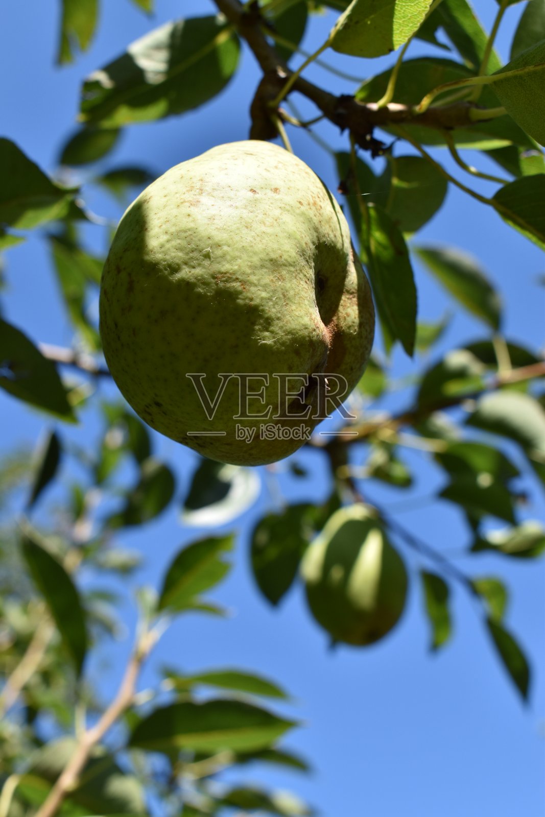 树上挂着一个不完美的梨子。照片摄影图片