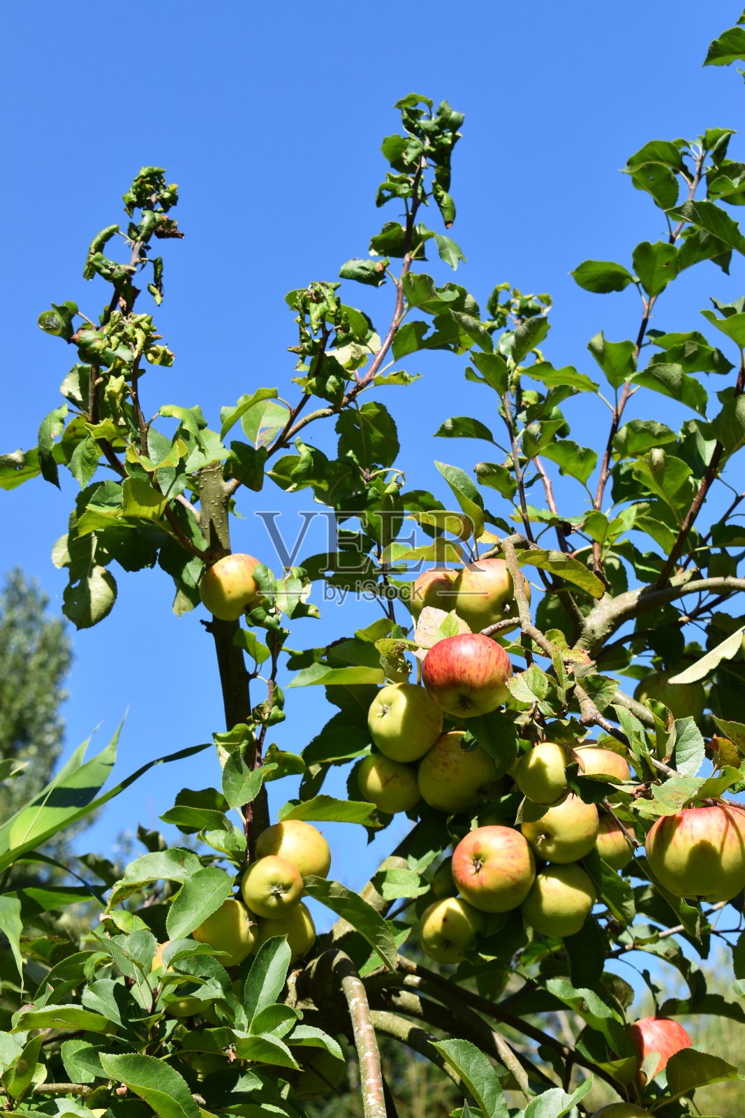 在晚夏的苹果园里。照片摄影图片
