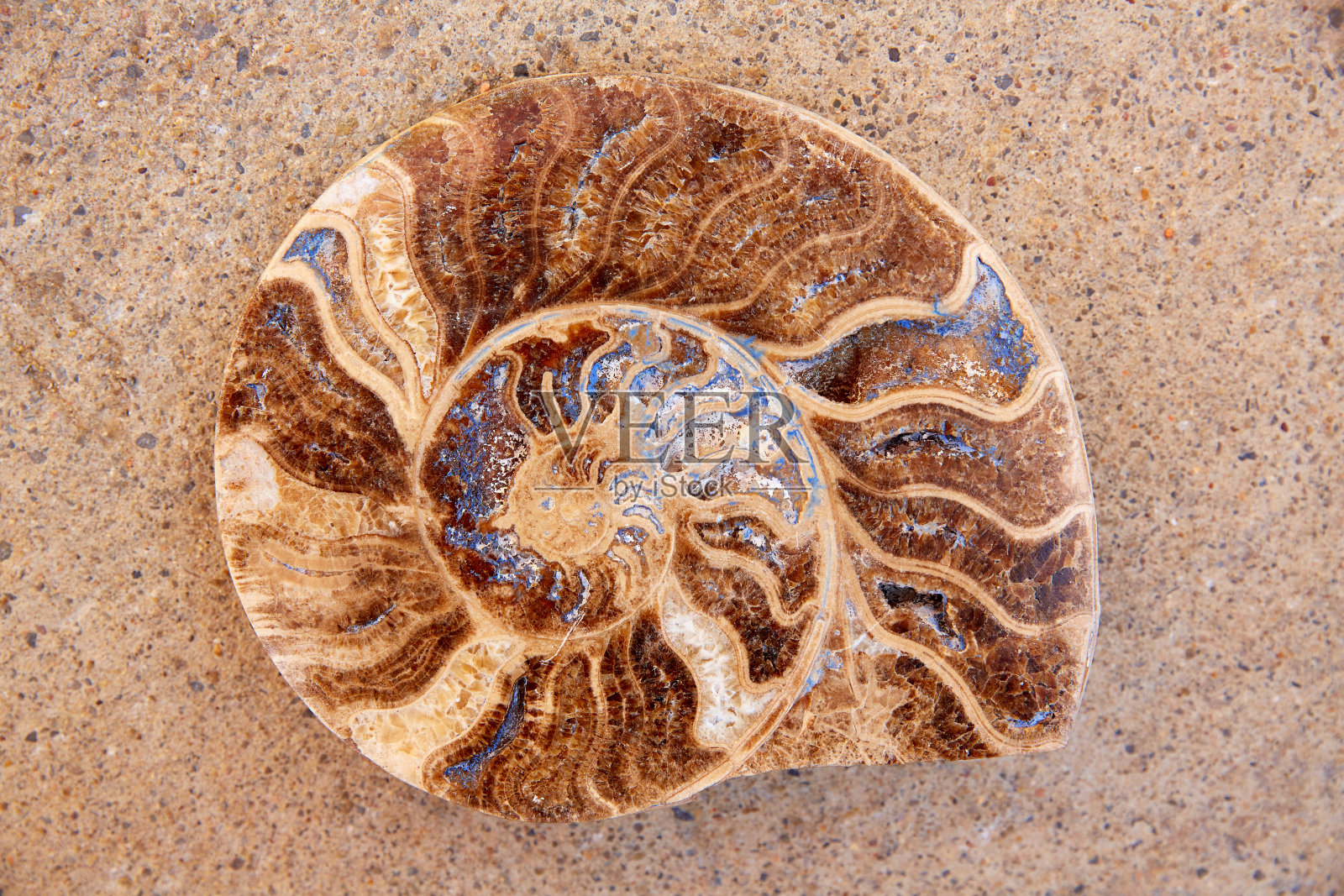 特鲁埃尔发现的菊石蜗牛化石照片摄影图片