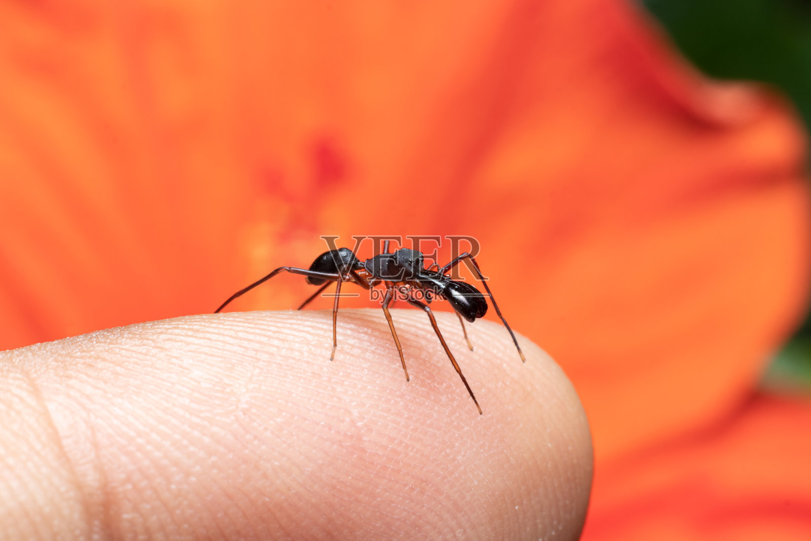 雄性蚂蚁蜘蛛坐在我的手指画照片照片摄影图片