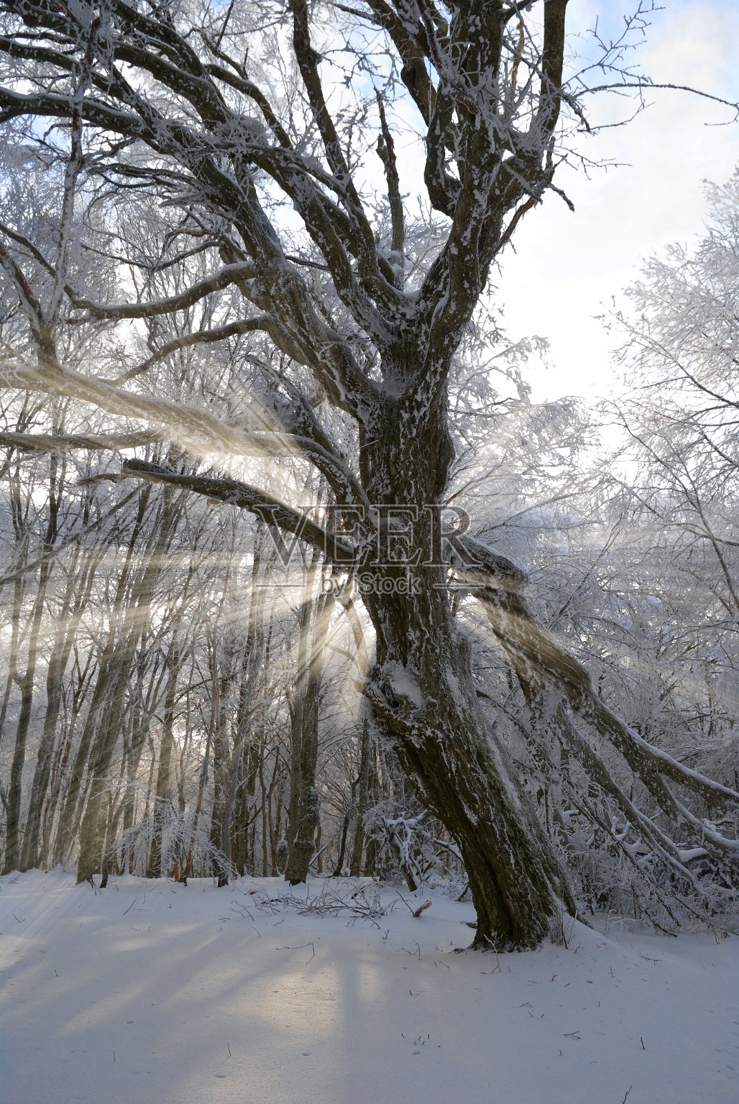 冬日森林里的一棵树在阳光的照耀下照片摄影图片