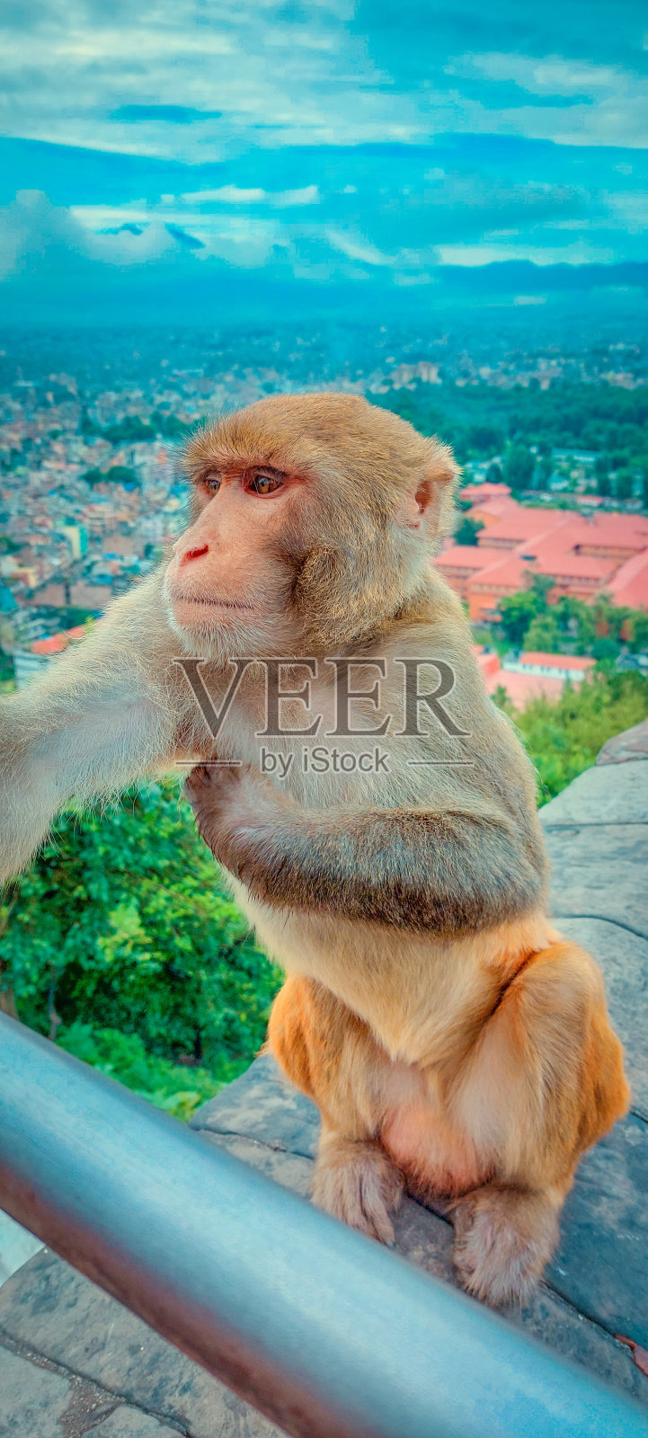 猴子照片摄影图片