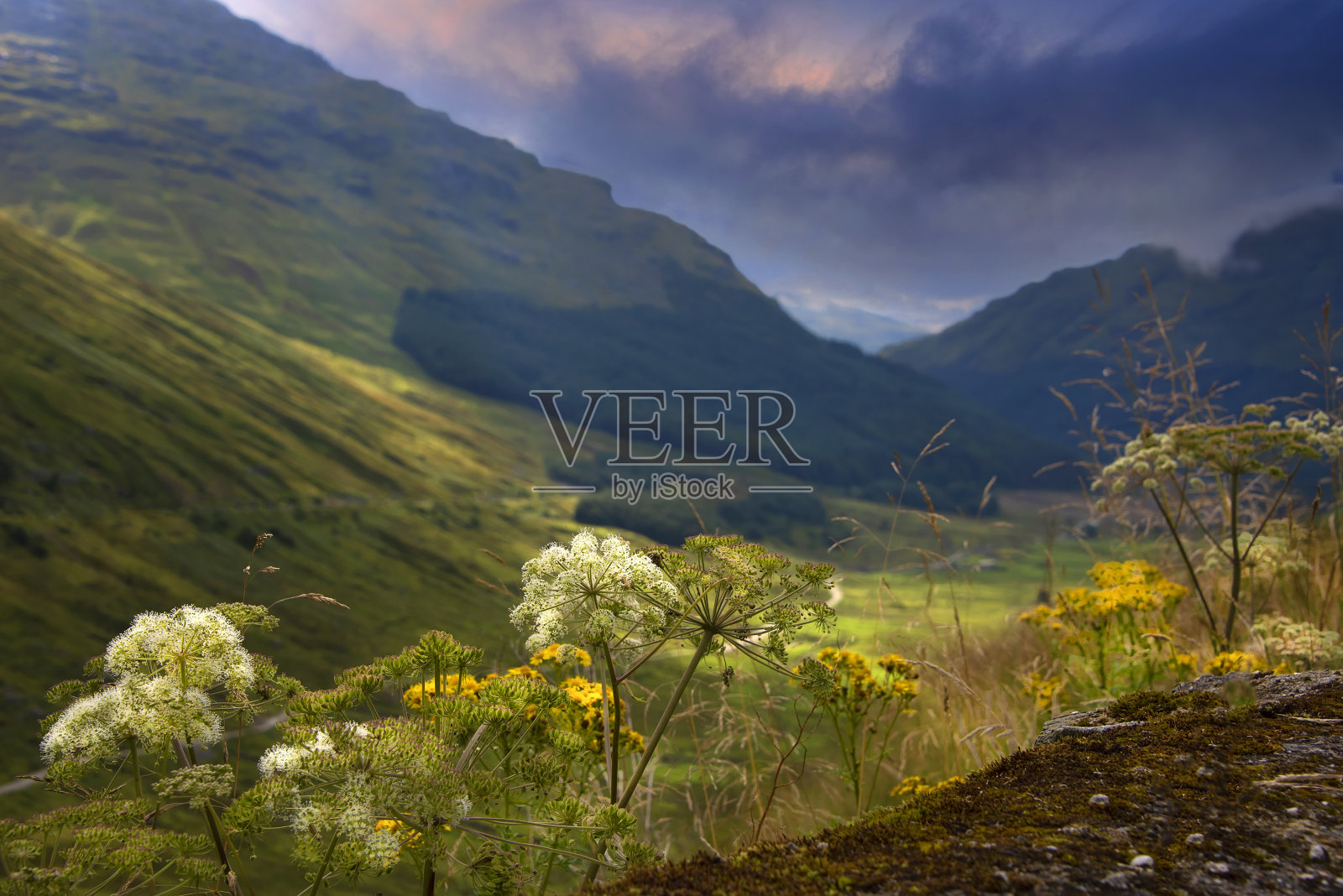 苏格兰高地的阿盖尔森林公园照片摄影图片