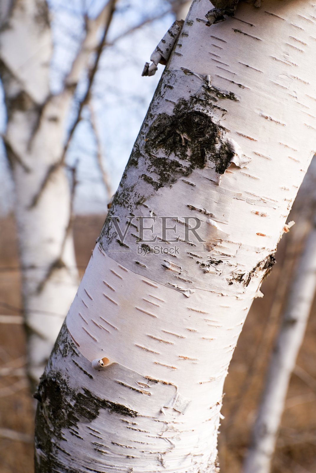 白桦照片摄影图片