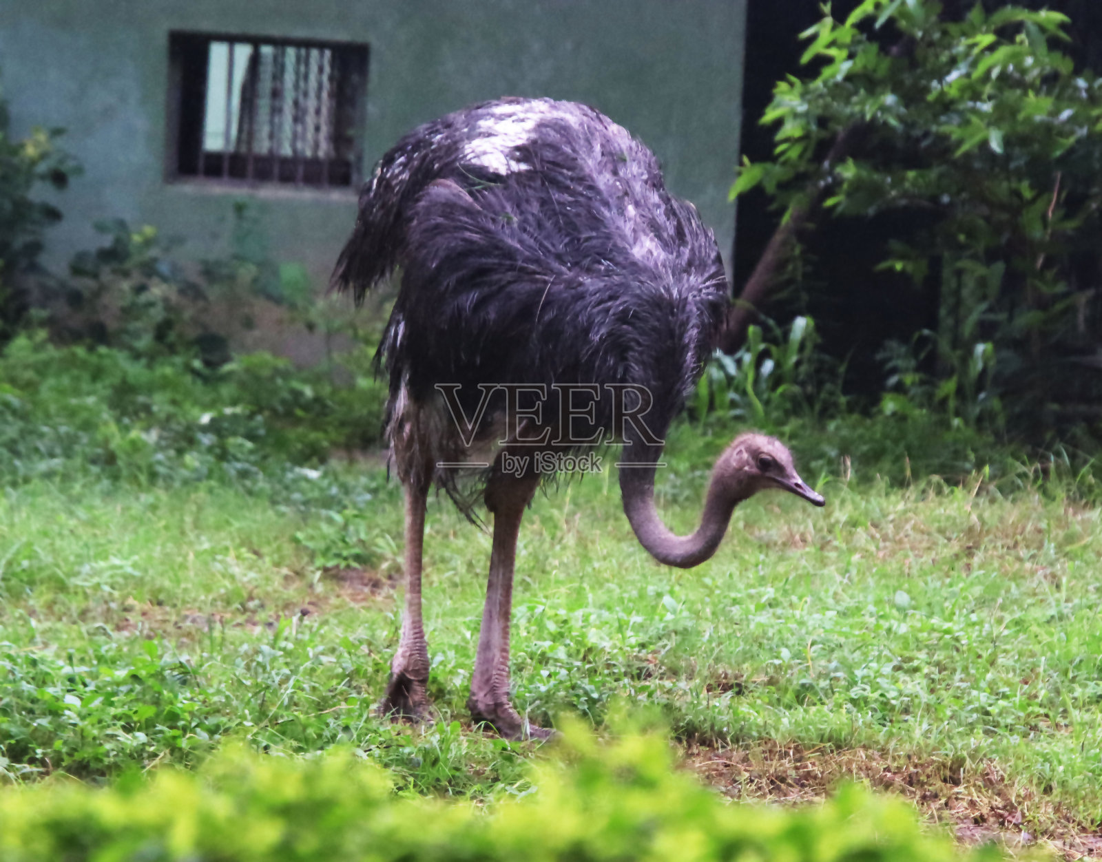 鸵鸟鸟:世界上最大的鸟类，可以散步和观赏照片摄影图片