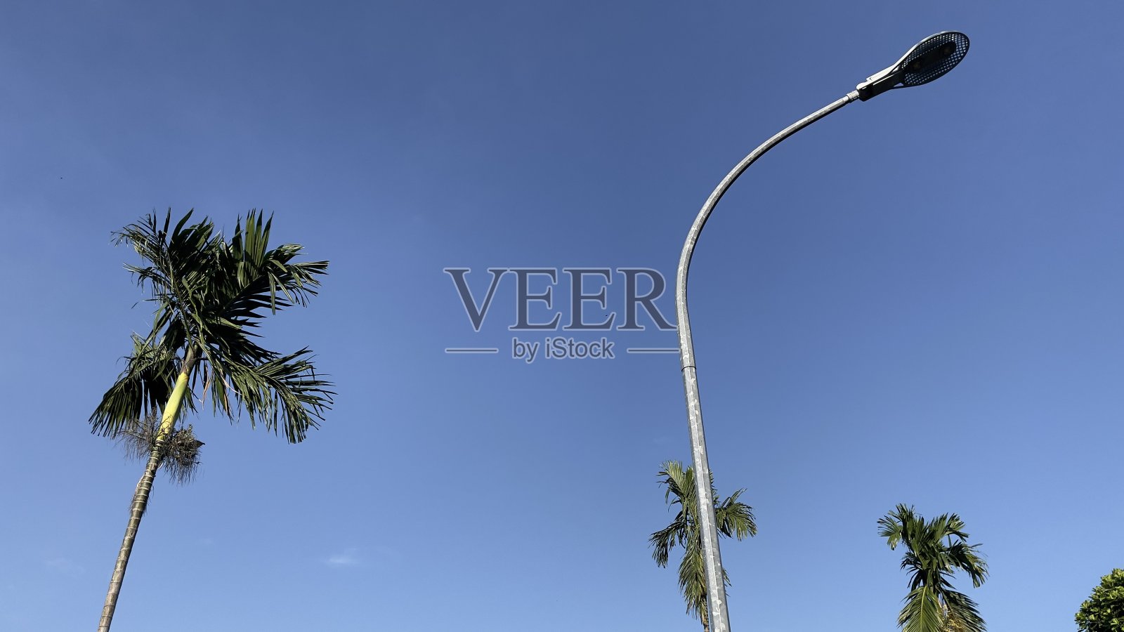 美丽的天空，高大的树木和街灯照片摄影图片