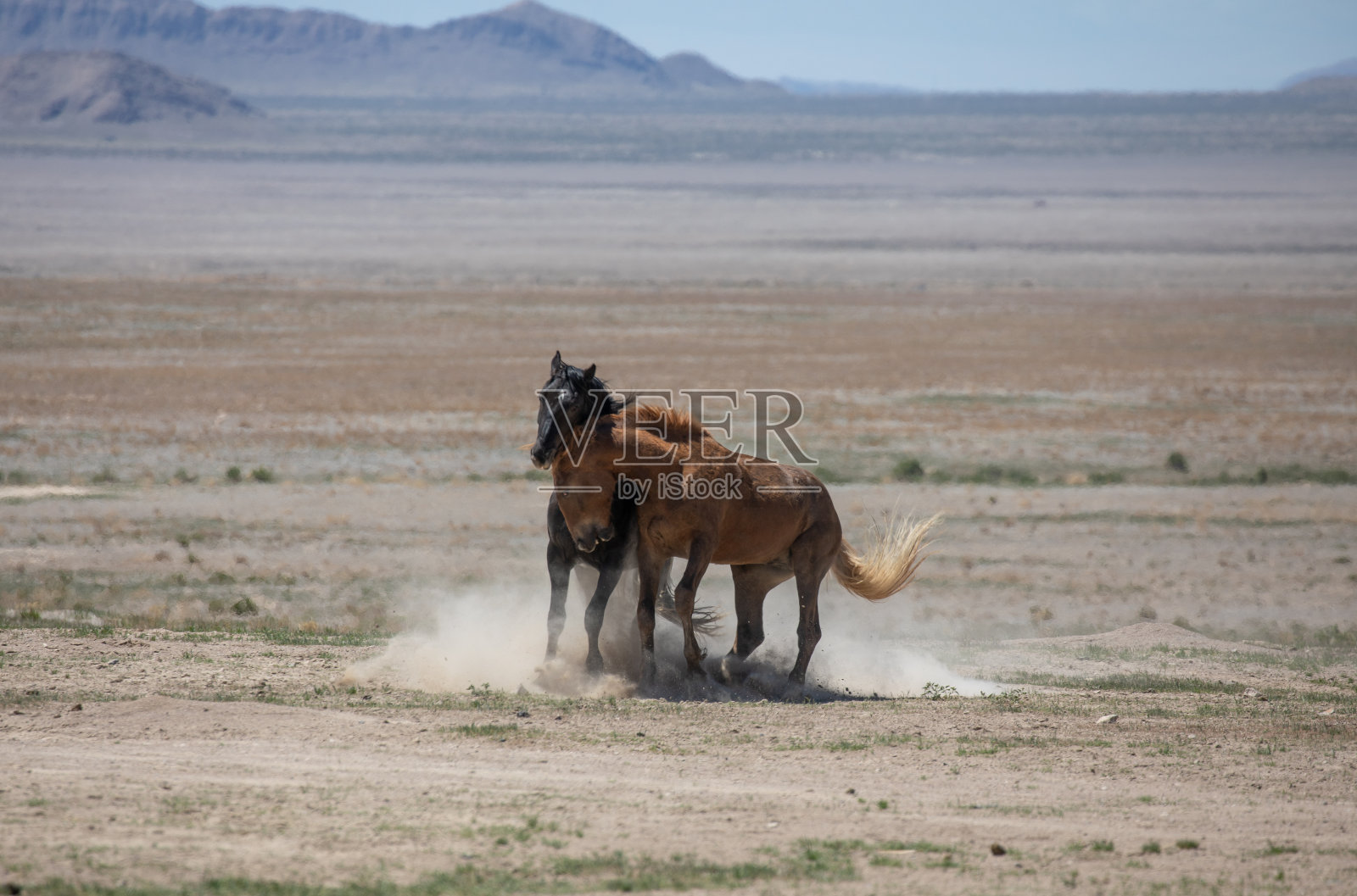 犹他州的野马战斗照片摄影图片