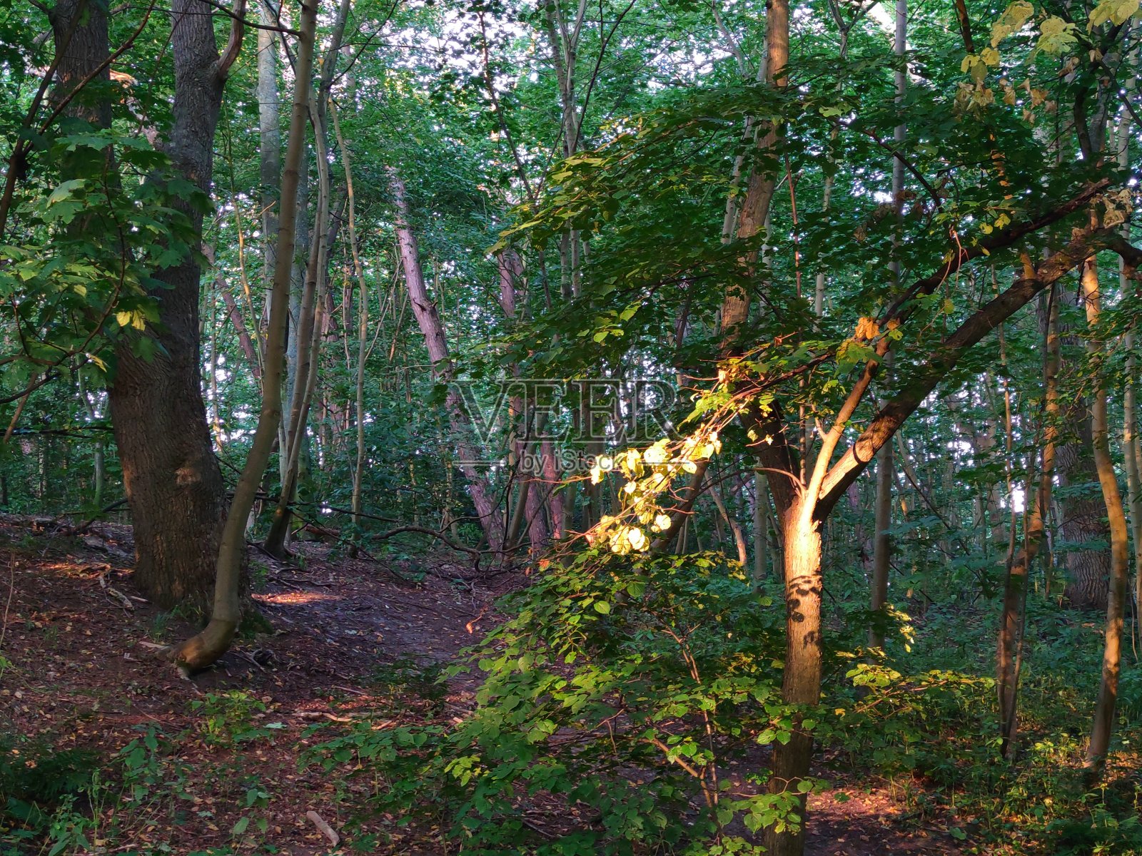 太阳照耀着森林照片摄影图片