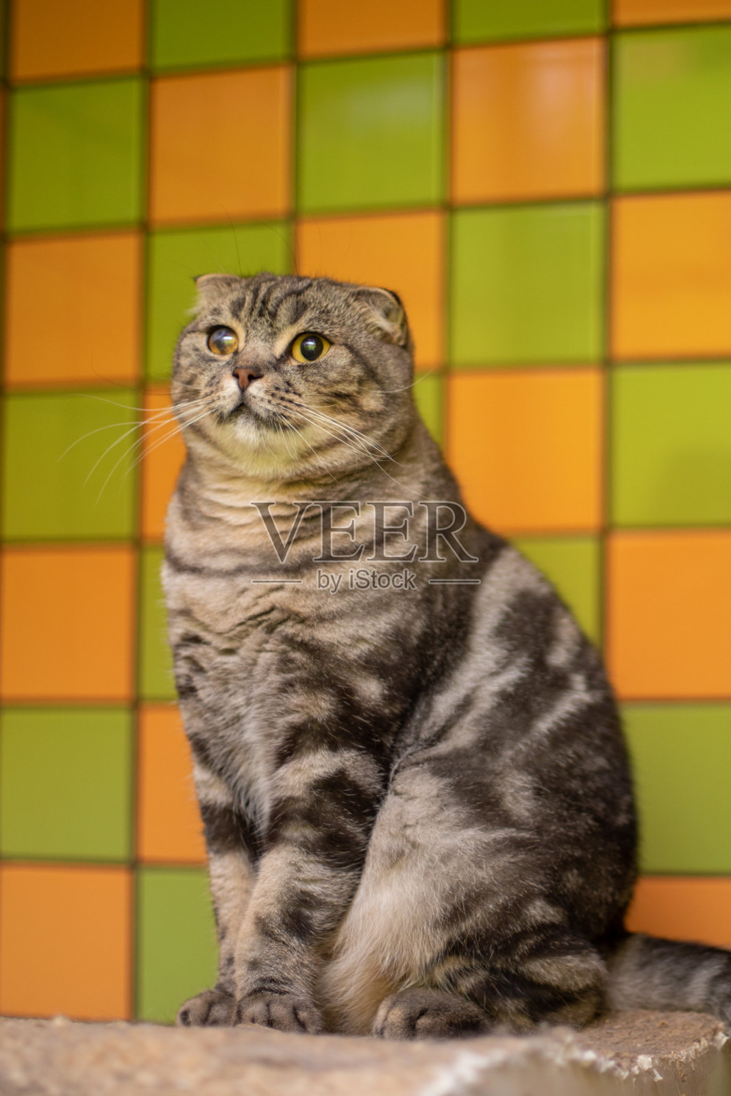 有趣的猫在微笑照片摄影图片