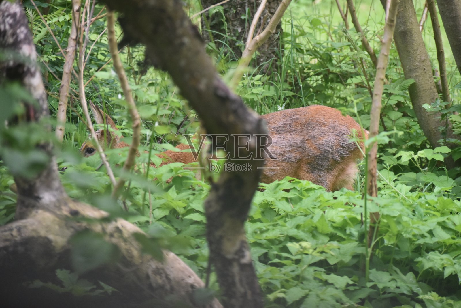 树枝——还有一只鹿?照片摄影图片