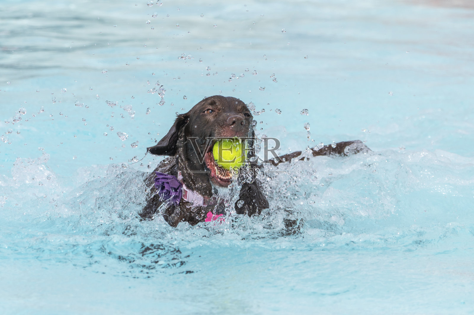 巧克力色的拉布拉多寻回犬和一个球在游泳池里照片摄影图片