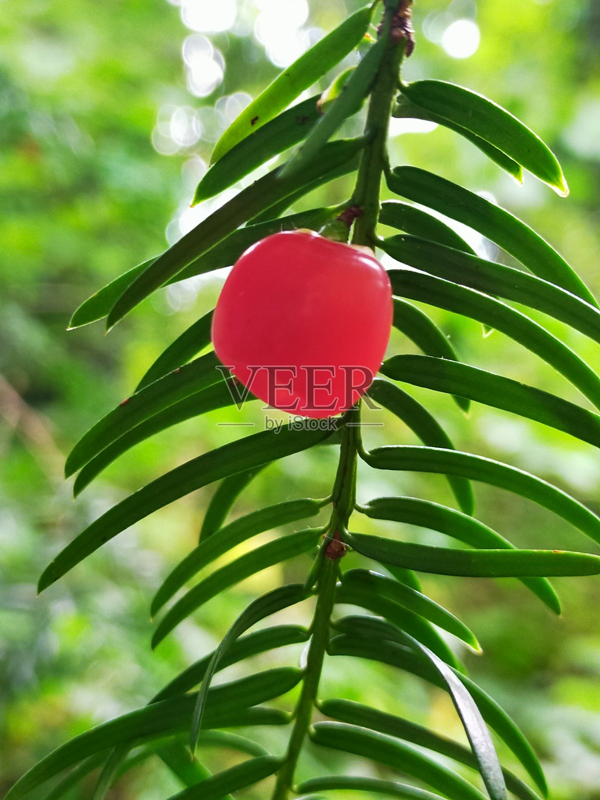 欧洲紫杉(红豆杉)照片摄影图片