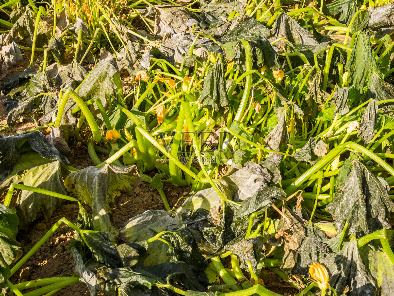 在菜园里结霜，西葫芦死于霜冻照片摄影图片