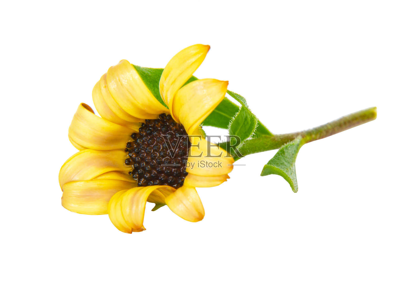 明亮美丽的非洲雏菊花隔离在白色的背景上照片摄影图片