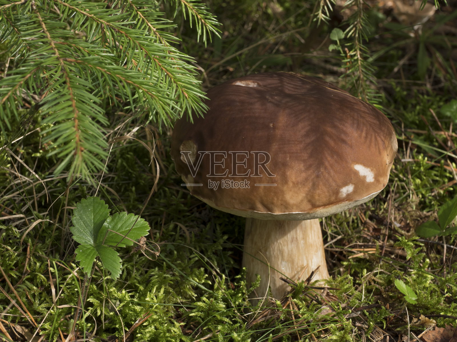 森林里的食用菌。照片摄影图片