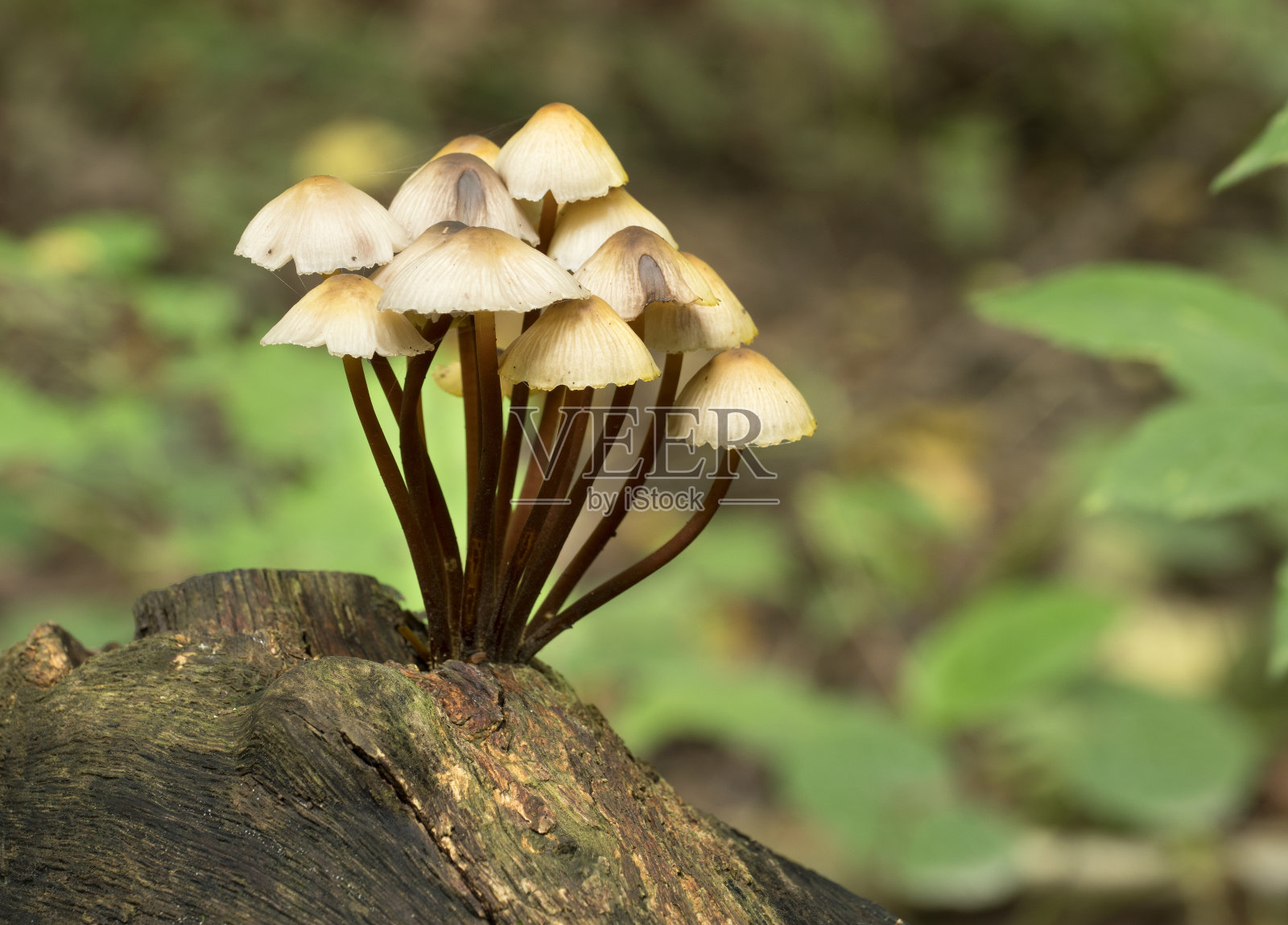 秋天森林里的蘑菇。照片摄影图片