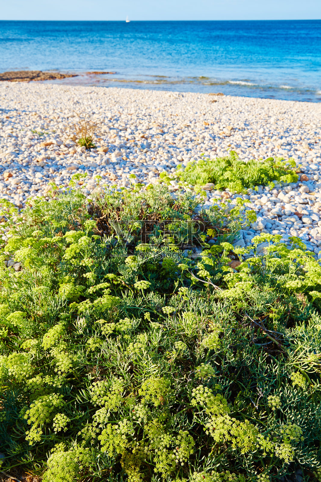 海葵属植物西班牙照片摄影图片
