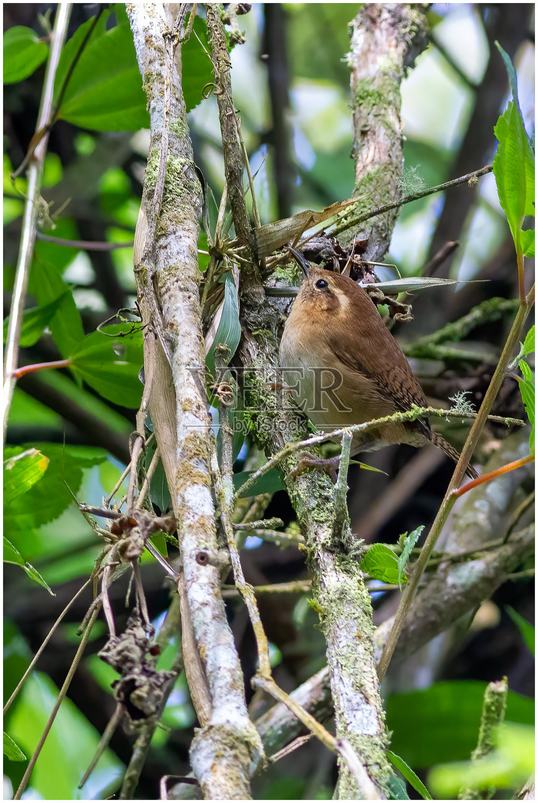 哥伦比亚的鸟类照片摄影图片
