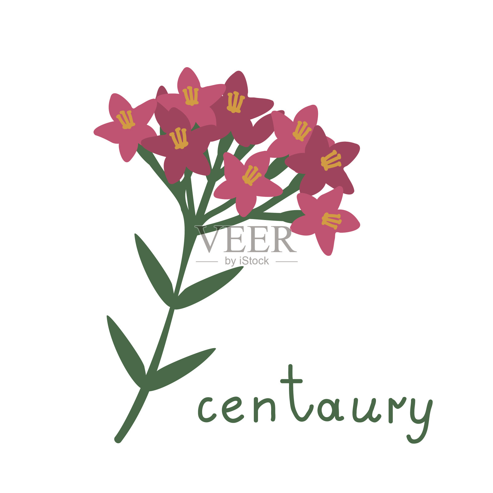 矢车菊向量植物插画图片素材