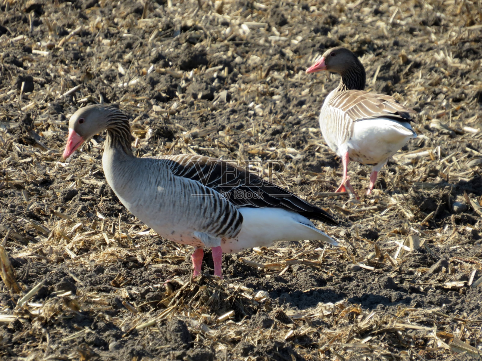 灰鹅(Anser Anser)，灰鹅，死Graugans或Divlja guska在Mauensee湖或Mauen湖(Mauesee)附近的田野上-瑞士卢塞恩州(Schweiz)照片摄影图片