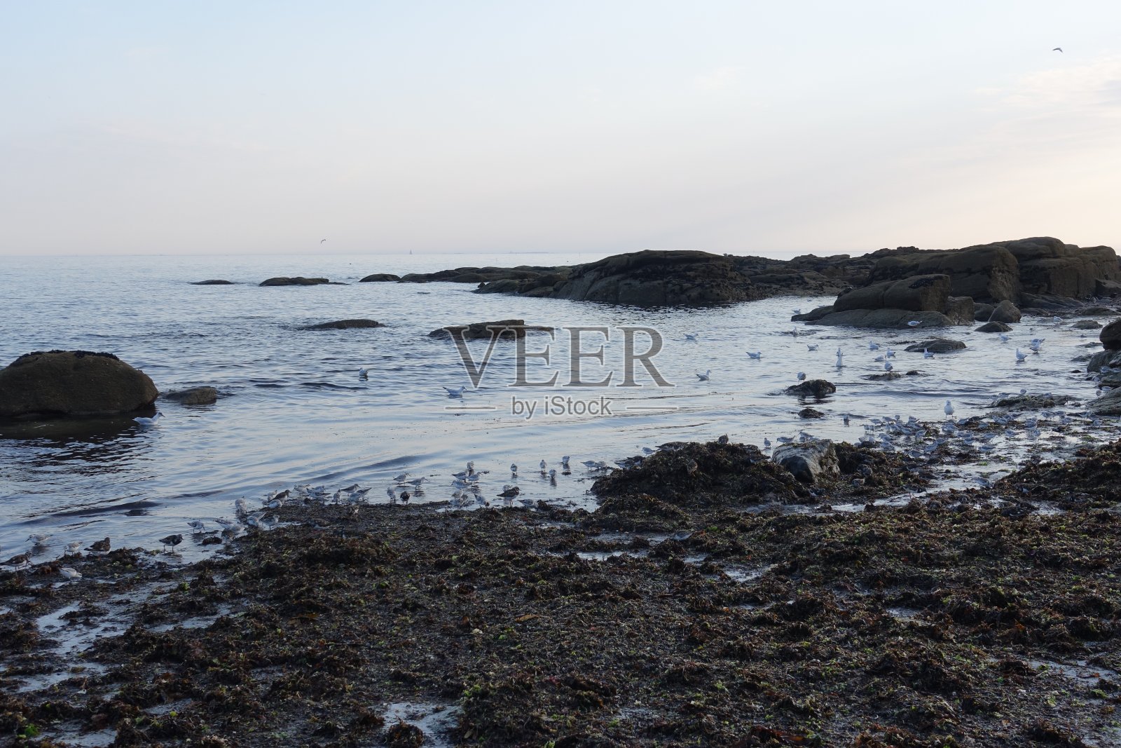 一群海鸟，燕鸥，海鸥，矶鹞，布列塔尼海岸，法国，夏季照片摄影图片