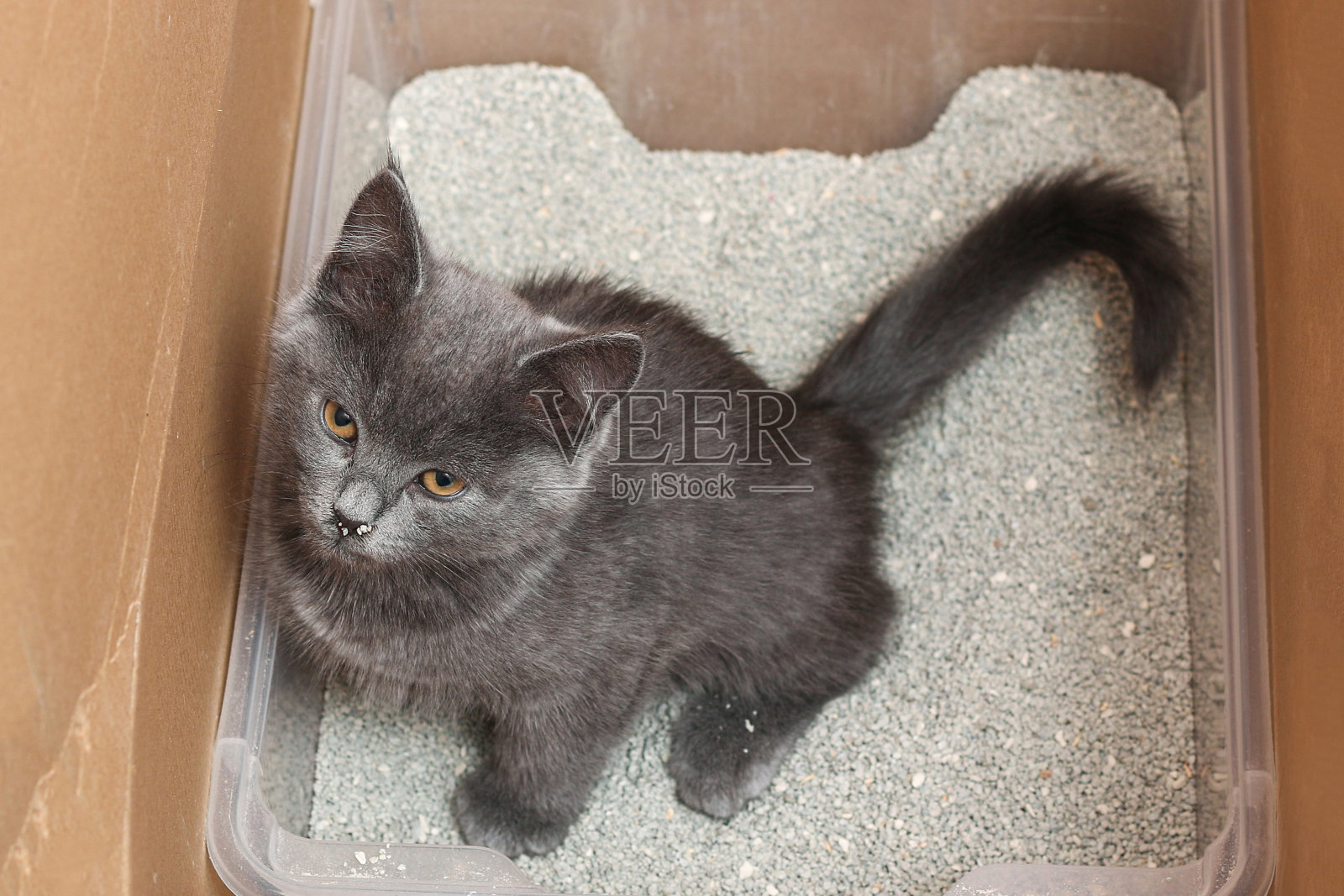 灰色的小猫坐在盘子里。带有密集猫砂的厕所。照片摄影图片