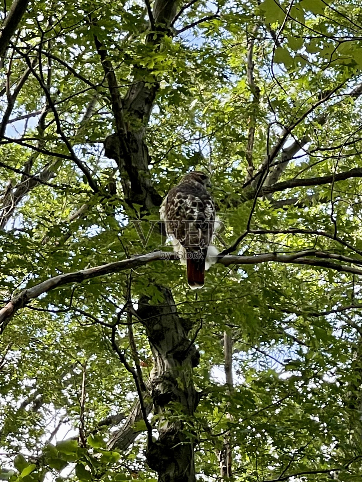 红尾鹰栖息在多伦多高公园的树上照片摄影图片