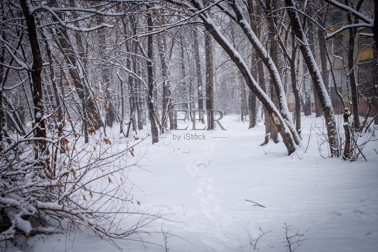 一层厚厚的雪下的针叶树和落叶树照片摄影图片