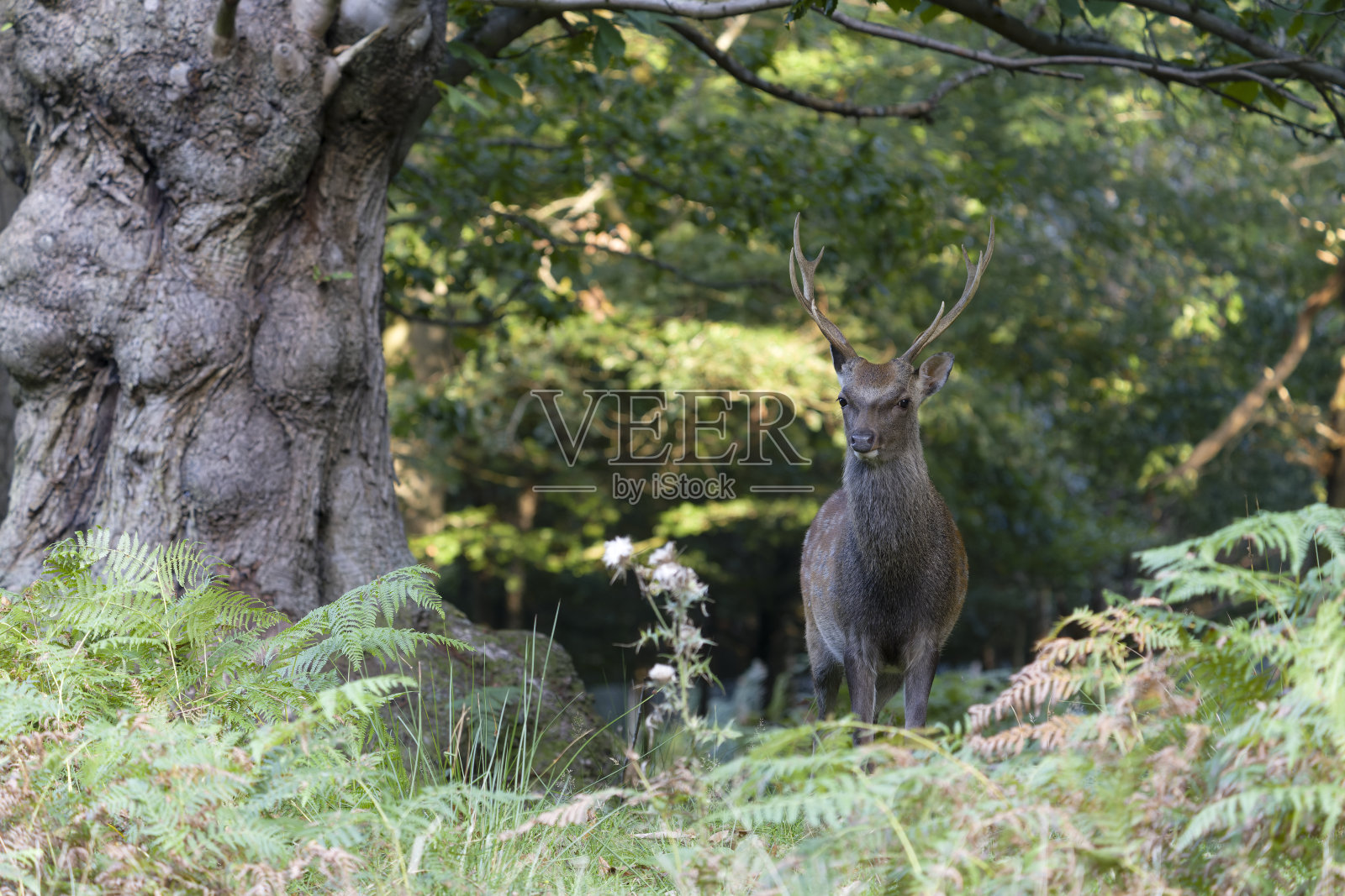 梅花鹿，赤鹿照片摄影图片