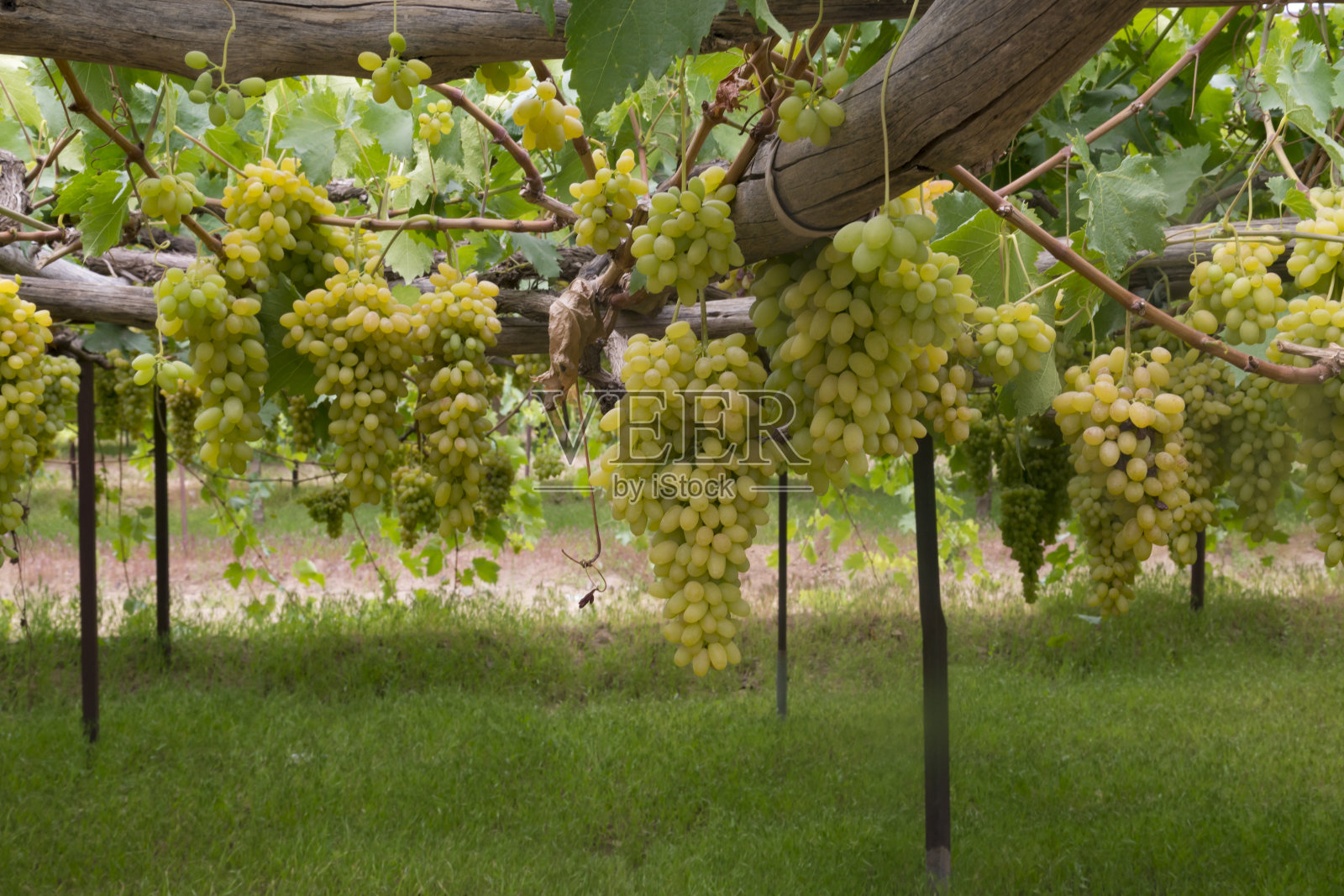 萨那郊外的葡萄园照片摄影图片