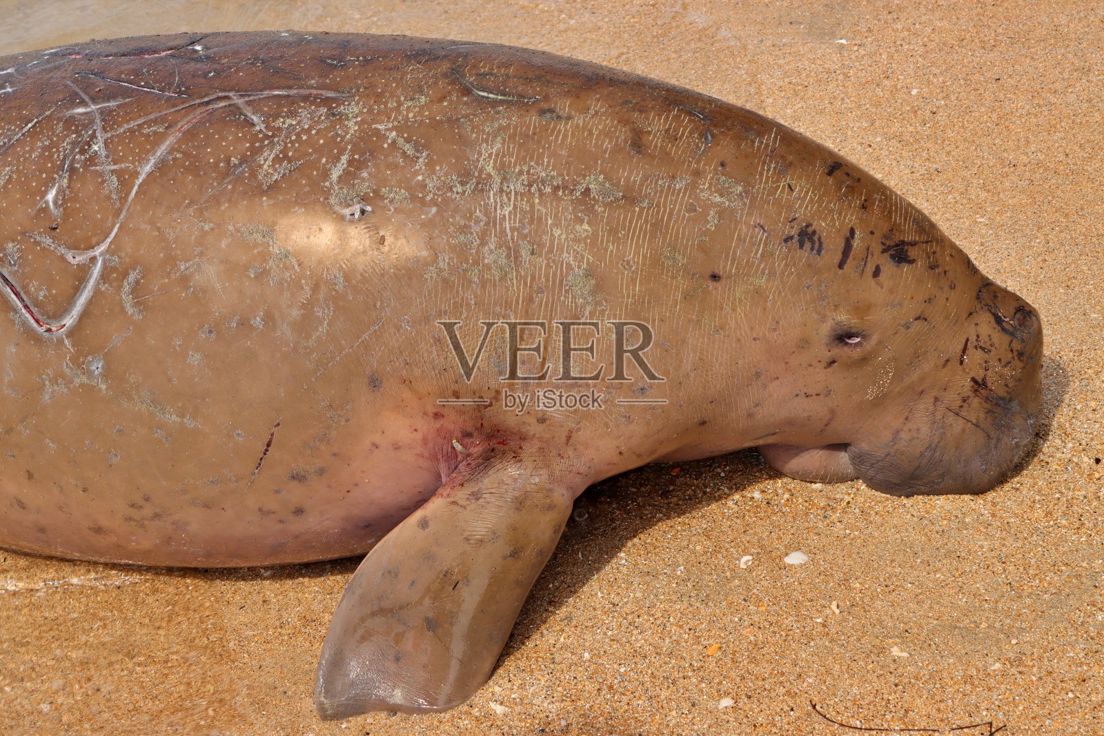 印度尼西亚西巴布亚的儒艮尸体。照片摄影图片