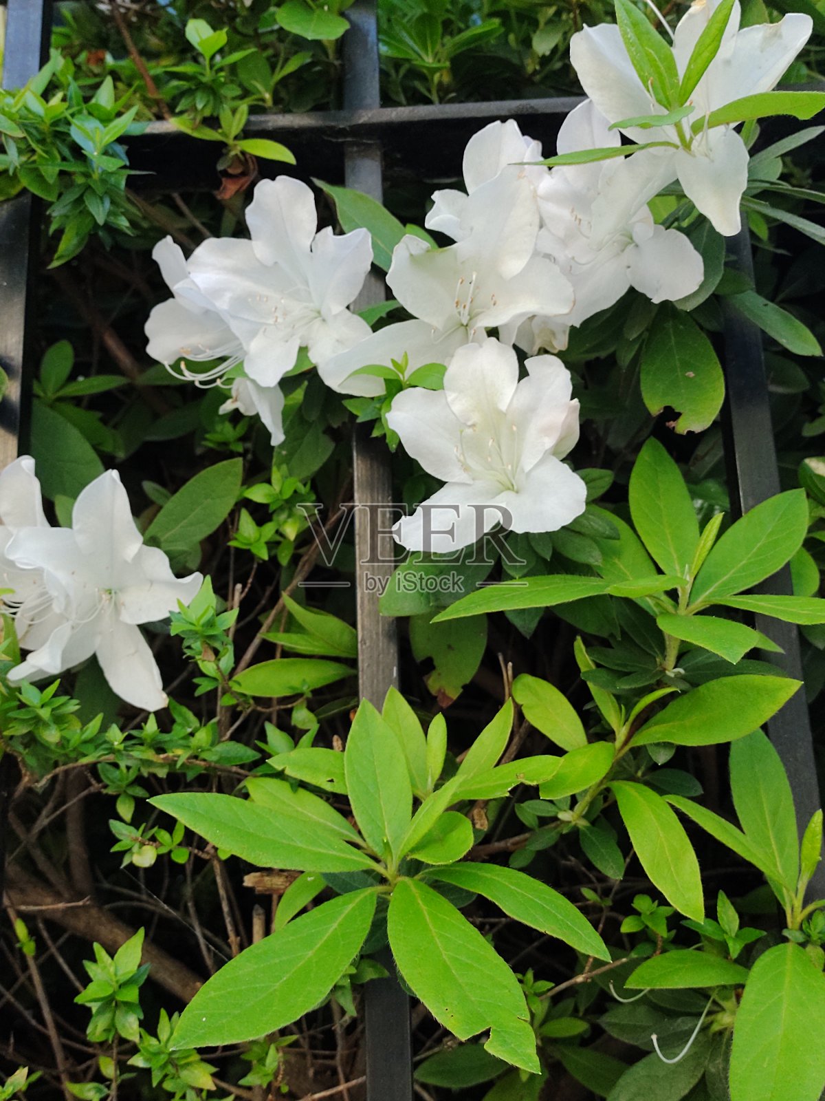 白色杜鹃花照片摄影图片