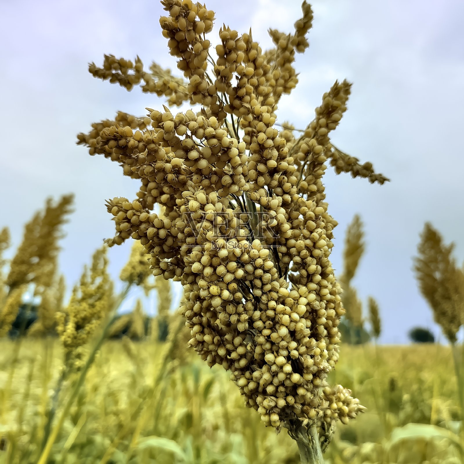 高粱棒子的特写照片摄影图片