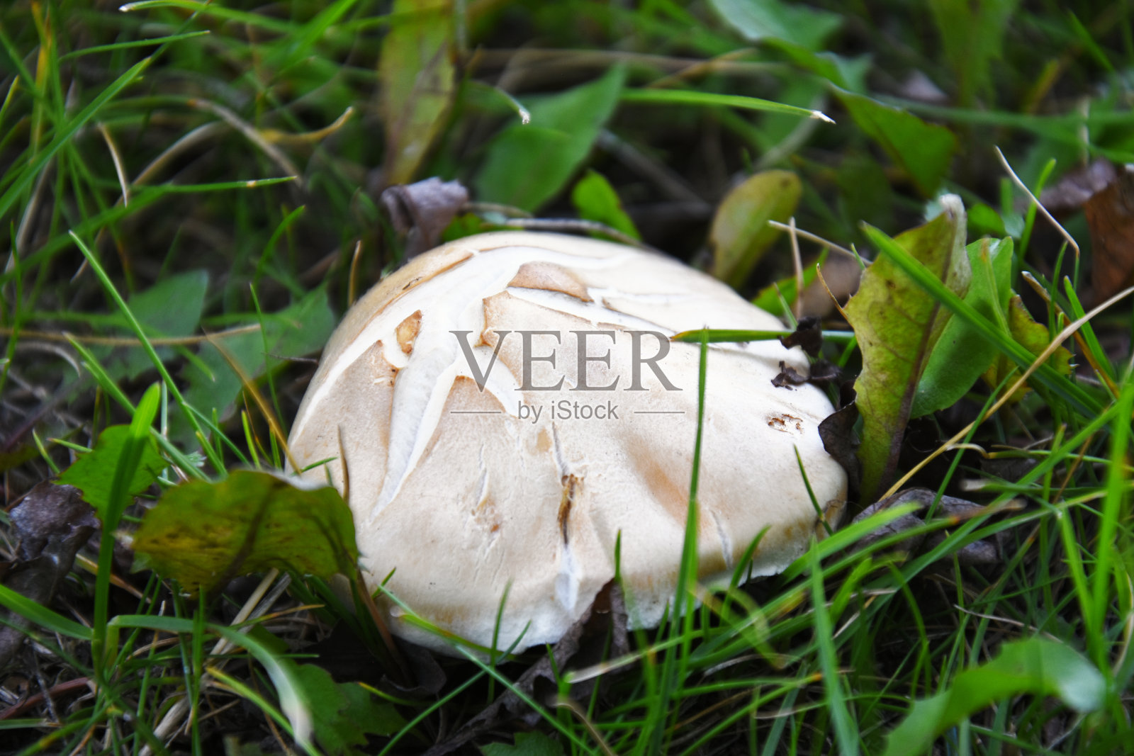 野生有毒的蘑菇照片摄影图片