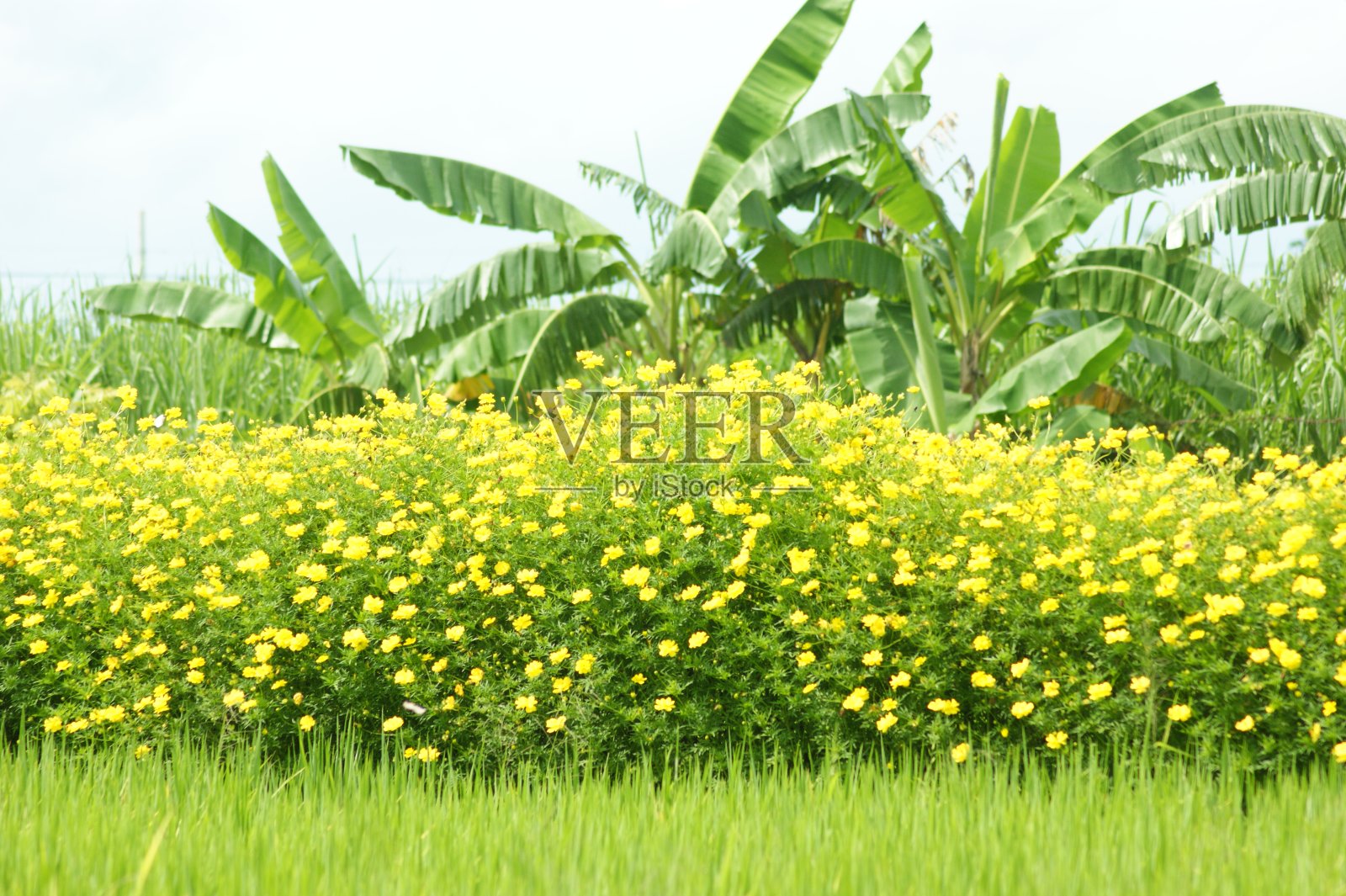 公园里的黄花照片摄影图片