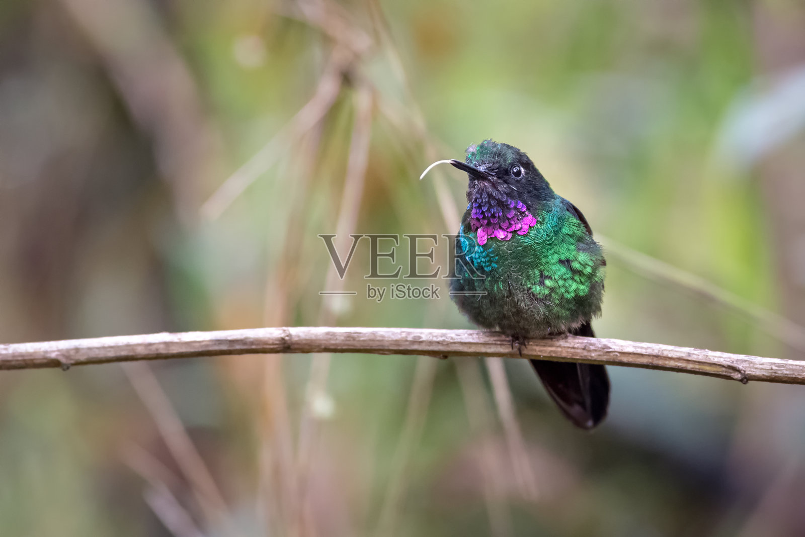 Heliangelus驱魔-碧玺太阳天使。蜂鸟平静地栖息在一根树枝上，伸出它的舌头照片摄影图片